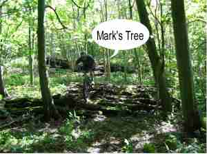 'Ill-in-the-head' trail